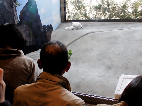 大町山岳博物館が二ホンライチョウを15年ぶりに一般公開