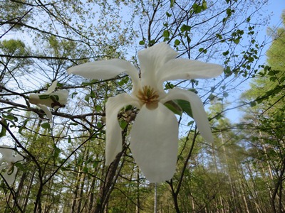 コブシの花