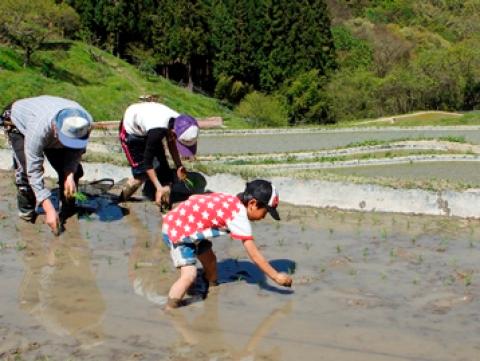 八坂の棚田で田植え