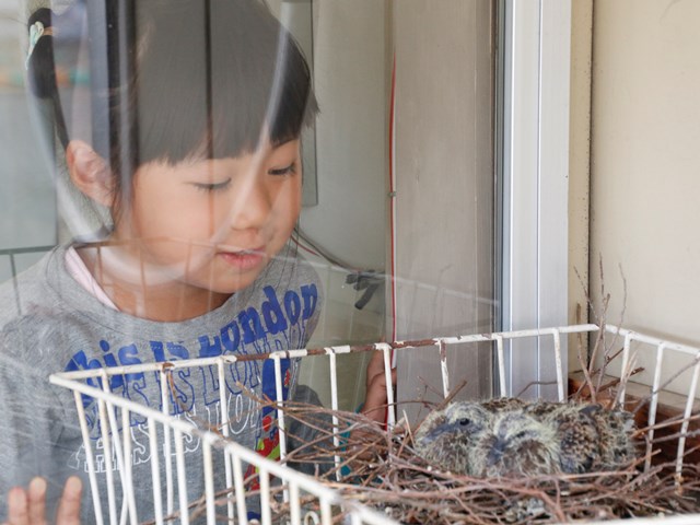 かえで保育園にキジバトのひな