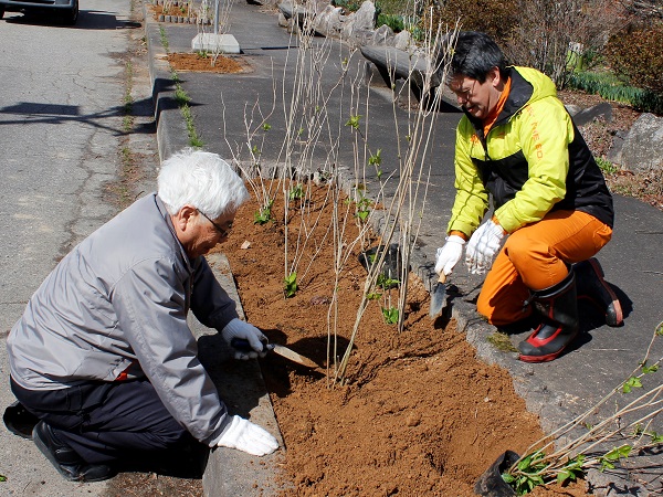 花フェス サテライト会場の大町温泉郷隣接の県道に紫陽花などを植栽