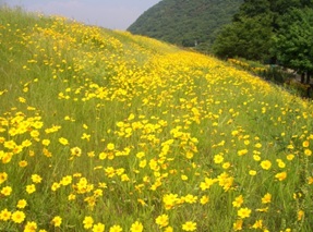 オオキンケイギク