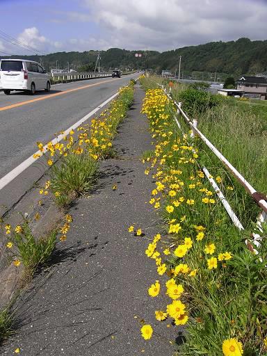 歩道で咲くオオキンケイギクの花