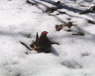 雪から顔を出すザゼンソウ