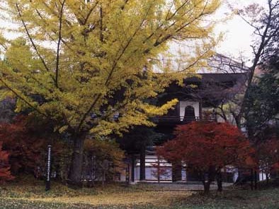 霊松寺おはつきいちょう