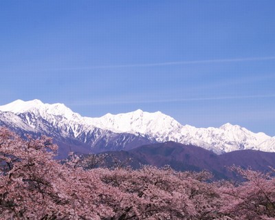 北アルプスと桜