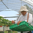 夏秋イチゴを栽培する等々力農園